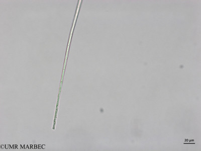 phyto/Brazilian_Nordeste/AtoldasRocas_station52/ABRACOS2 April 2017/Trichodesmium clevei (Planktolyngbya sp3 -Snap-6249)(copy)_thumb.jpg
